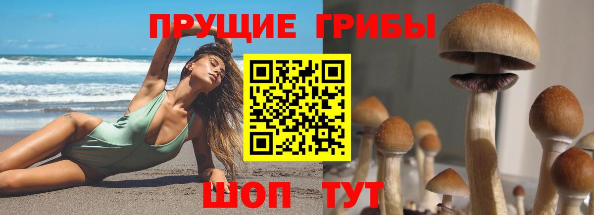 Галлюциногенные грибы Psilocybine cubensis Чистополь